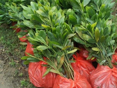 马占相思 卷荚相思、卷荚相思苗 大叶相思苗 绿化小苗绿化树苗图5