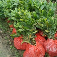 马占相思 卷荚相思、卷荚相思苗 大叶相思苗 绿化小苗绿化树苗