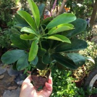 园林绿化苗木袋苗鸭脚木苗鹅掌柴 鸭掌木七叶莲 招财树袋苗绿化苗
