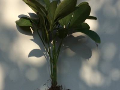园林绿化苗木袋苗鸭脚木苗鹅掌柴 鸭掌木七叶莲 招财树袋苗绿化苗图3