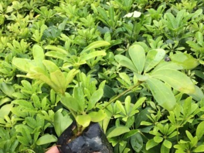 园林绿化苗木袋苗鸭脚木苗鹅掌柴 鸭掌木七叶莲 招财树袋苗绿化苗图4
