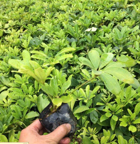 鸭脚木