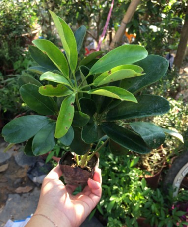 鸭脚木3