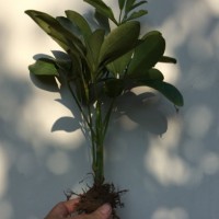 绿化苗木袋苗鸭脚木苗鹅掌柴 鸭掌木七叶莲 招财树袋苗绿化树苗