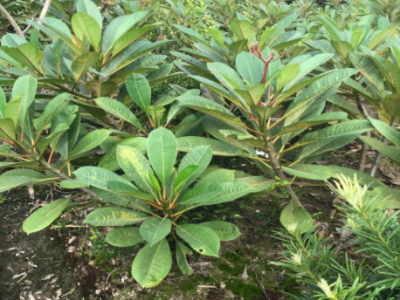 包邮包成活各个规格鸡蛋花盆栽树苗红黄多色鸡蛋花树绿植当年开花图4