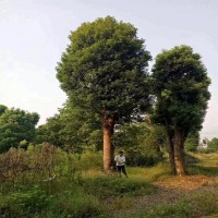 上等大香樟树价格 胸径25cm-35cm-45cm-55cm骨架移植大香樟批发