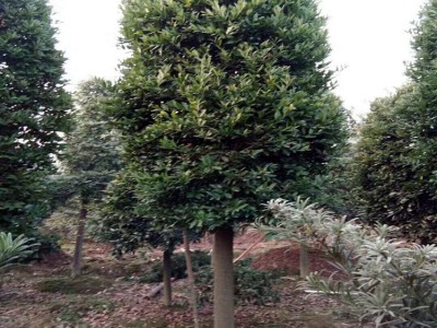 上等大香樟树价格 胸径25cm-35cm-45cm-55cm骨架移植大香樟批发图2