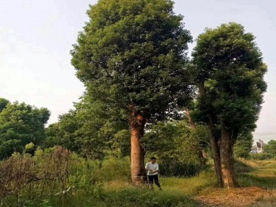 上等大香樟树价格 胸径25cm-35cm-45cm-55cm骨架移植大香樟批发图4