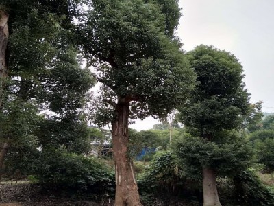 上等大香樟树价格 胸径25cm-35cm-45cm-55cm骨架移植大香樟批发图3
