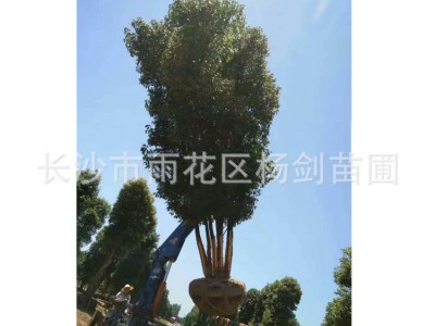 上等大香樟树价格 胸径25cm-35cm-45cm-55cm骨架移植大香樟批发图5