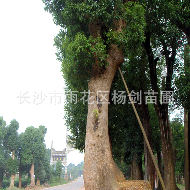 DSC04479_副本