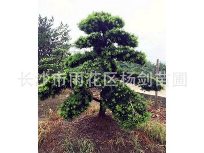 精品造型罗汉松自产自销 20cm造型罗汉松树苗 叶片丰满 品质优秀图4