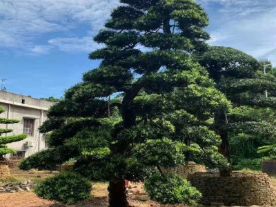 精品造型罗汉松自产自销 20cm造型罗汉松树苗 叶片丰满 品质优秀图3