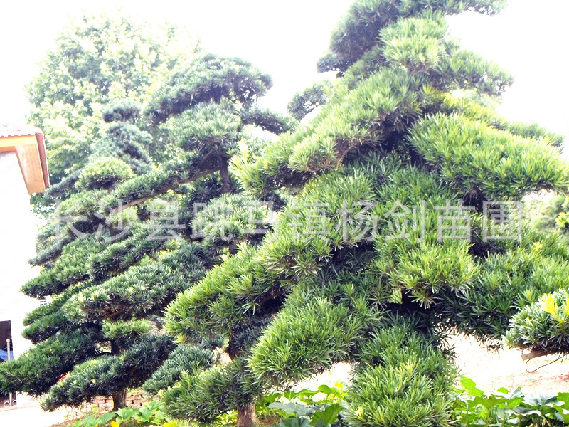 psb (35)_副本