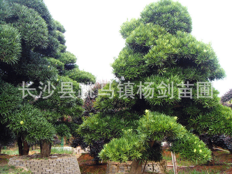 DSC01425_副本
