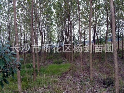 杨树 胸径6-7-8-9-10-12cm公分白杨树价格 白杨树苗道路绿化图3