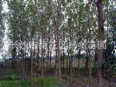 杨树 胸径6-7-8-9-10-12cm公分白杨树价格 白杨树苗道路绿化图2