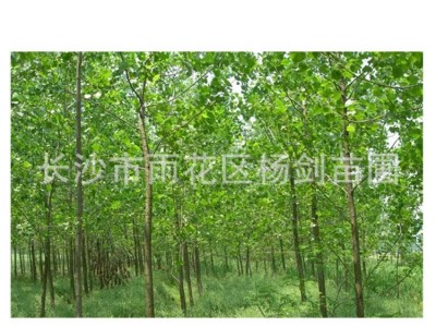 杨树 胸径6-7-8-9-10-12cm公分白杨树价格 白杨树苗道路绿化图5