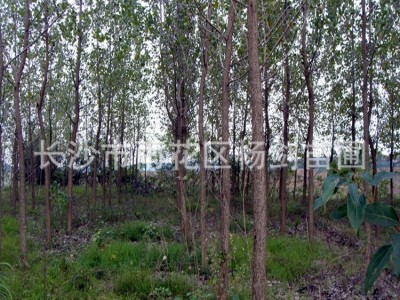 杨树 胸径6-7-8-9-10-12cm公分白杨树价格 白杨树苗道路绿化图4