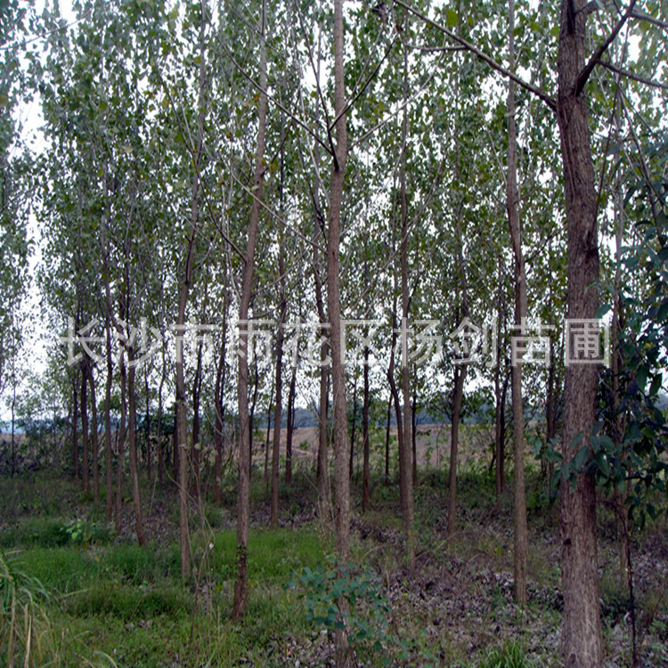 DSC05509_副本
