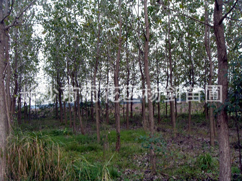 DSC05510_副本