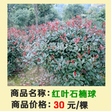 红叶球_副本