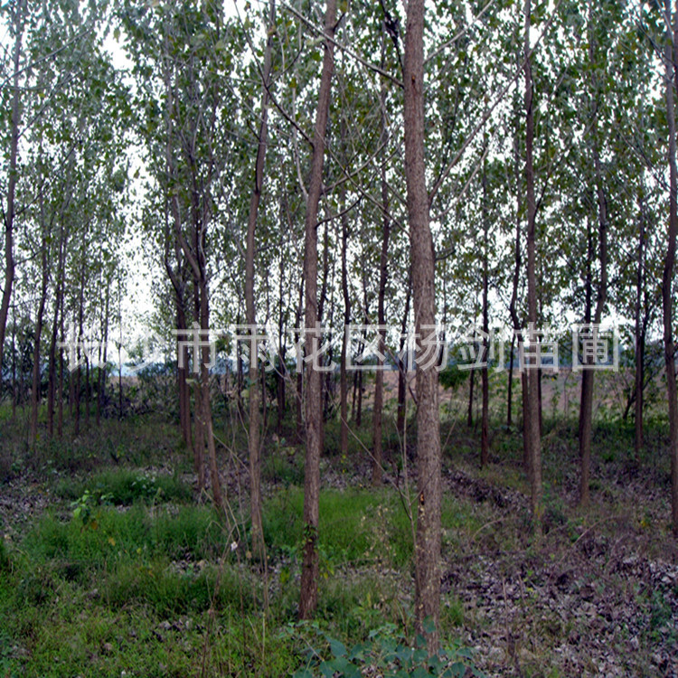 DSC05506_副本