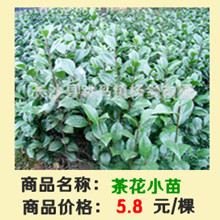 茶花苗超_副本