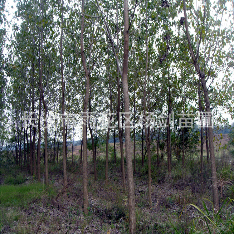 DSC05502_副本
