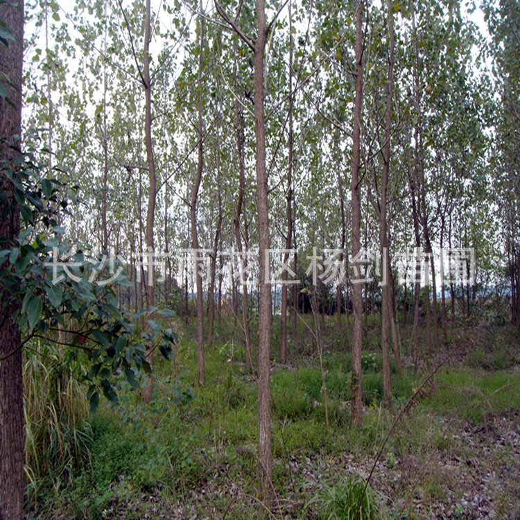 DSC05504_副本