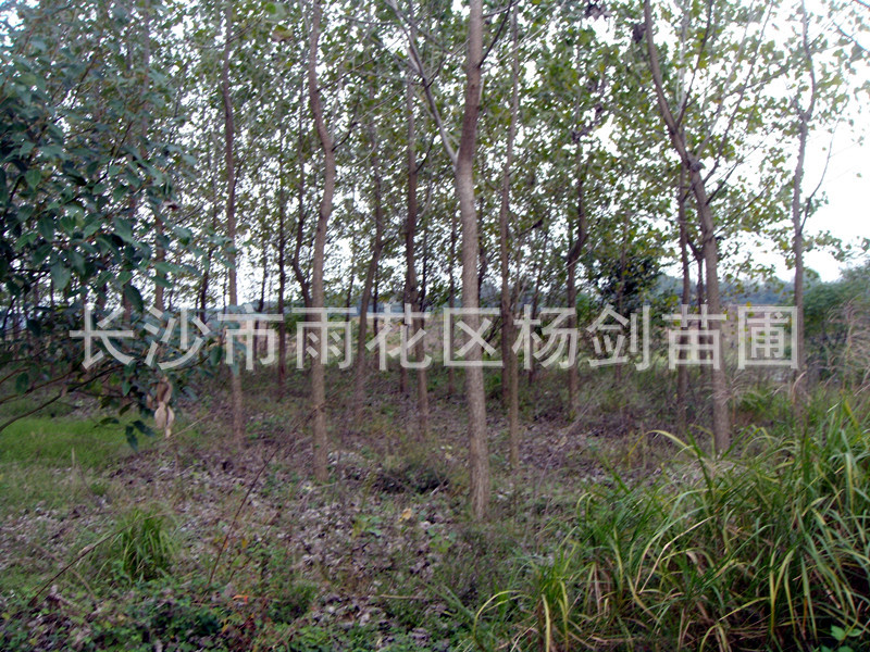 DSC05511_副本