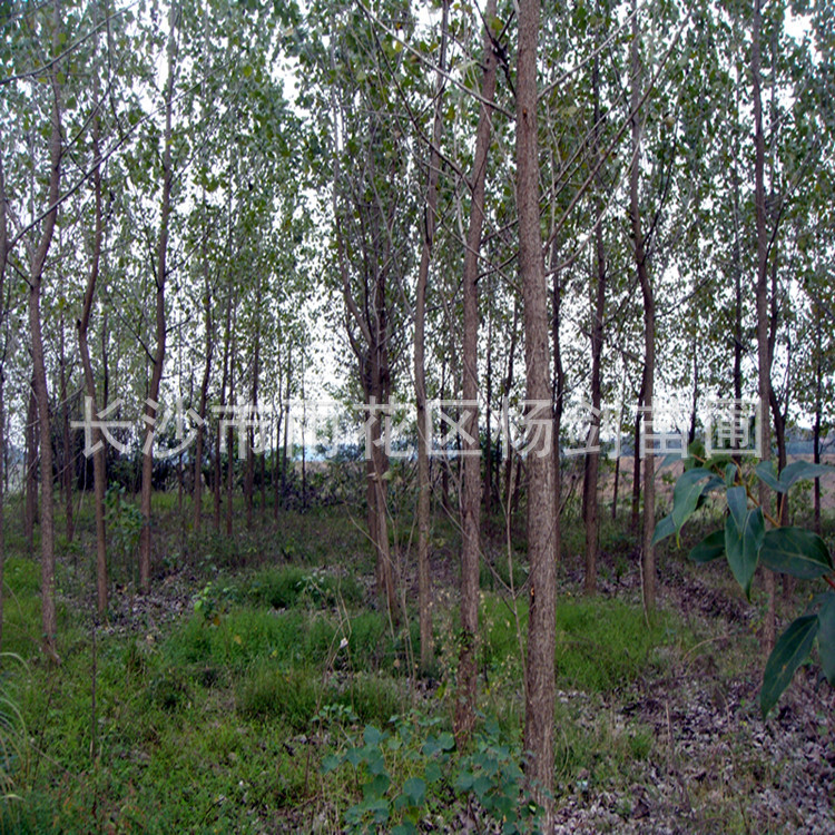 DSC05505_副本