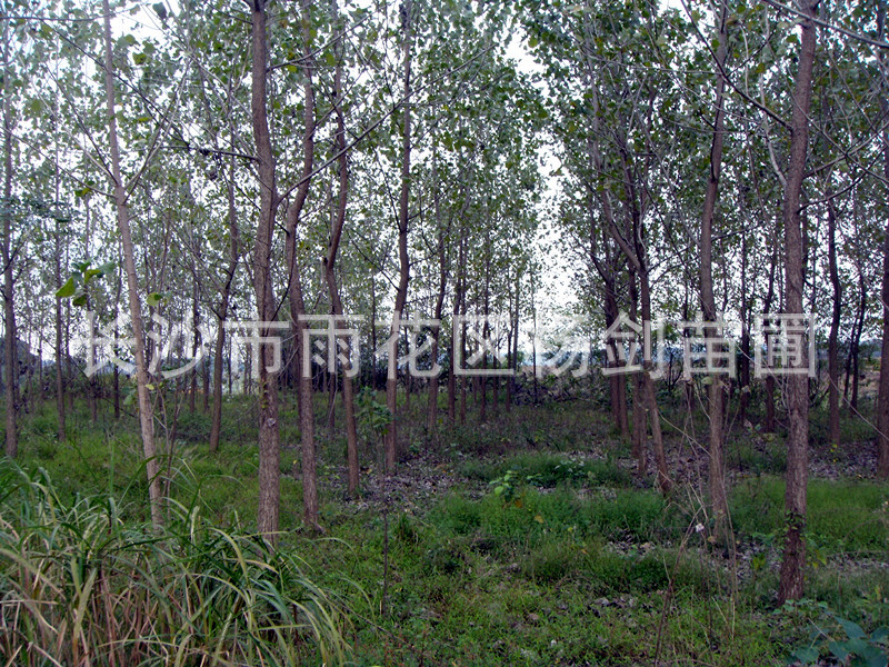 DSC05508_副本