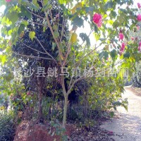 批发5cm公分木芙蓉 单杆木芙蓉树苗 丛生木芙蓉 价格实惠