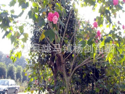 批发5cm公分木芙蓉 单杆木芙蓉树苗 丛生木芙蓉 价格实惠图2