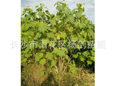 批发5cm公分木芙蓉 单杆木芙蓉树苗 丛生木芙蓉 价格实惠图5