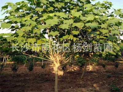 批发5cm公分木芙蓉 单杆木芙蓉树苗 丛生木芙蓉 价格实惠图4