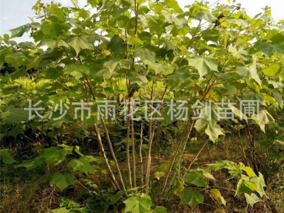 批发5cm公分木芙蓉 单杆木芙蓉树苗 丛生木芙蓉 价格实惠图3