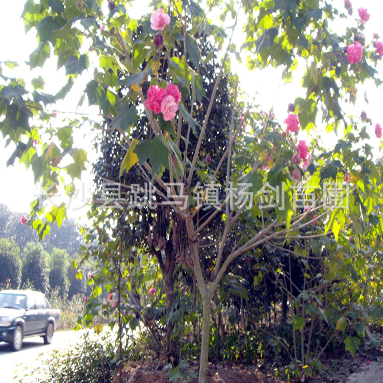 DSC03746_副本