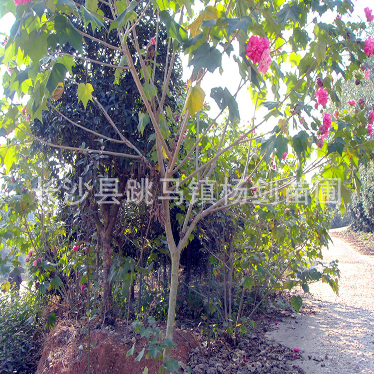 DSC03745_副本