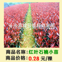 洪小庙超_副本
