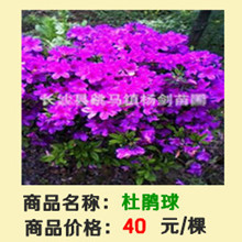杜鹃球超_副本