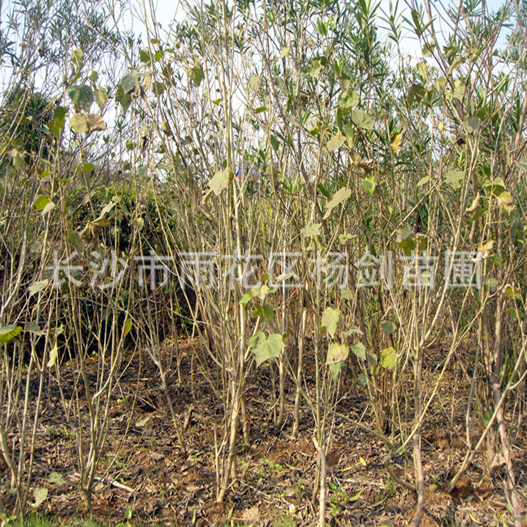 DSC05603_副本