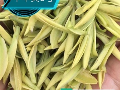 浙江新昌产地中华黄1号2号3号 散装批发茶苗茶木茶叶图2