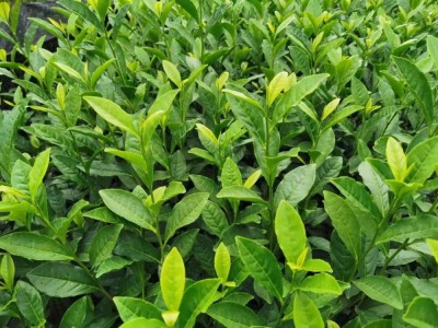 浙江新昌产地中华黄1号2号3号 散装批发茶苗茶木茶叶图4