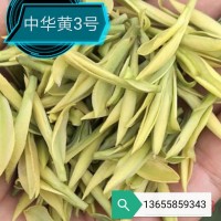 浙江新昌产地中华黄1号2号3号 散装批发茶苗茶木茶叶