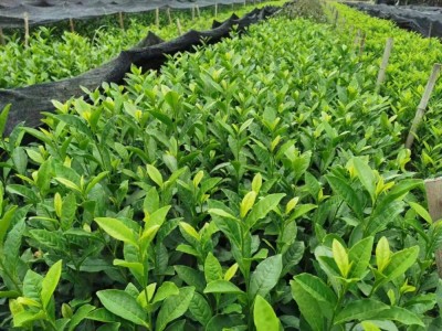 浙江新昌产地中华黄1号2号3号 散装批发茶苗茶木茶叶图5