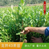 浙江苗圃龙井43茶苗茶树苗种苗无性系繁殖茶叶苗产地批发