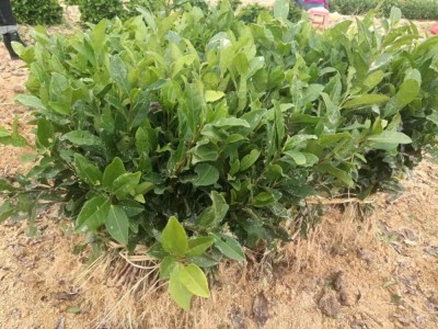 浙江苗圃龙井43茶苗茶树苗种苗无性系繁殖茶叶苗产地批发图2