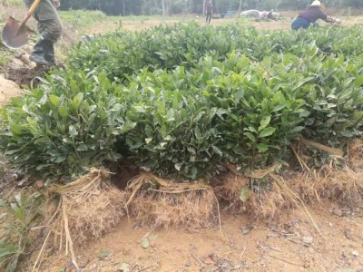 浙江苗圃龙井43茶苗茶树苗种苗无性系繁殖茶叶苗产地批发图5